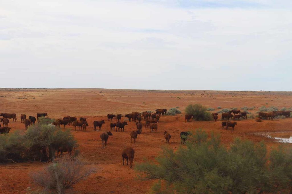 australia-the-ghan-train