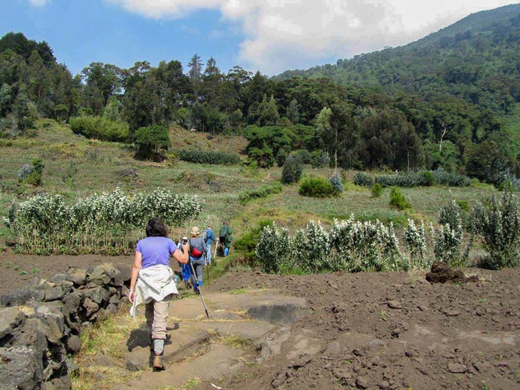 mountain-gorilla-trek-rwanda-volcanoes-park