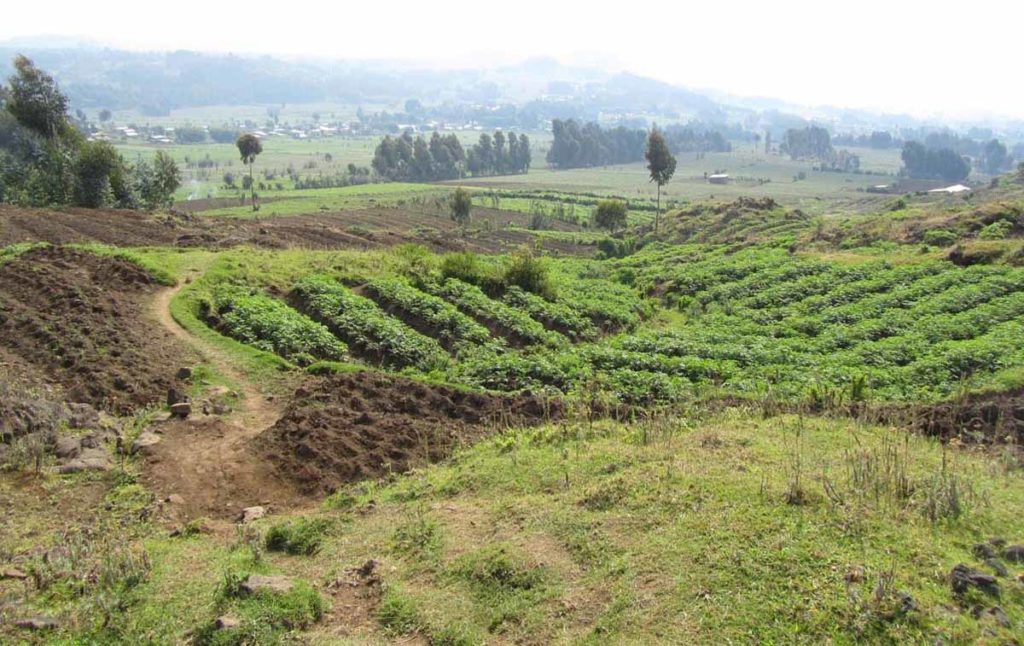 mountain-gorilla-trek-rwanda-volcanoes-park