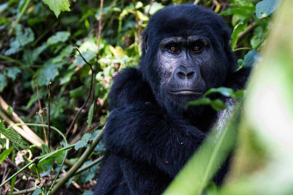 mountain-gorilla-bwindi-uganda