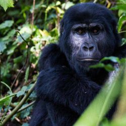 mountain-gorilla-bwindi-uganda