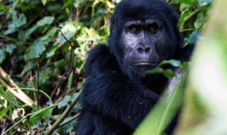 mountain-gorilla-bwindi-uganda