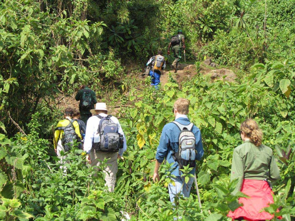 mountain-gorilla-trek-rwanda-volcanoes-park