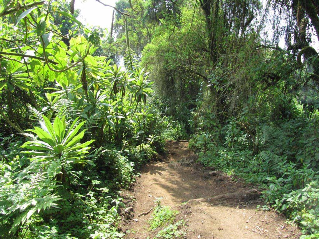 mountain-gorilla-trek-rwanda-volcanoes-park