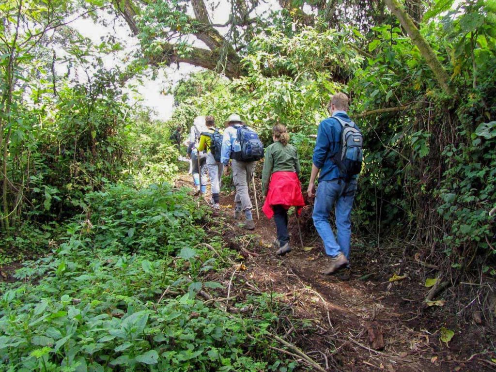 mountain-gorilla-trek-rwanda-volcanoes-park