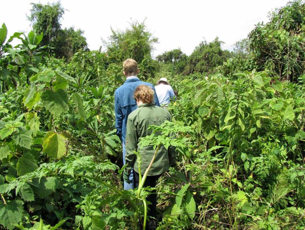 mountain-gorilla-trek-rwanda-volcanoes-park