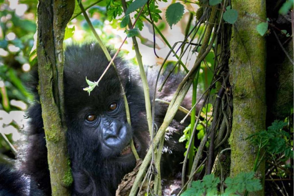 mountain-gorilla-trek-rwanda-volcanoes-park