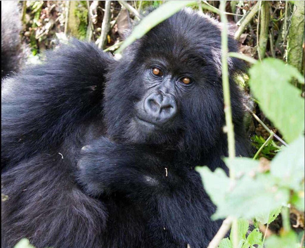 mountain-gorilla-trek-rwanda-volcanoes-park