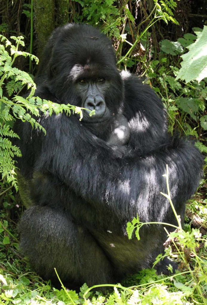 mountain-gorilla-trek-rwanda-volcanoes-park