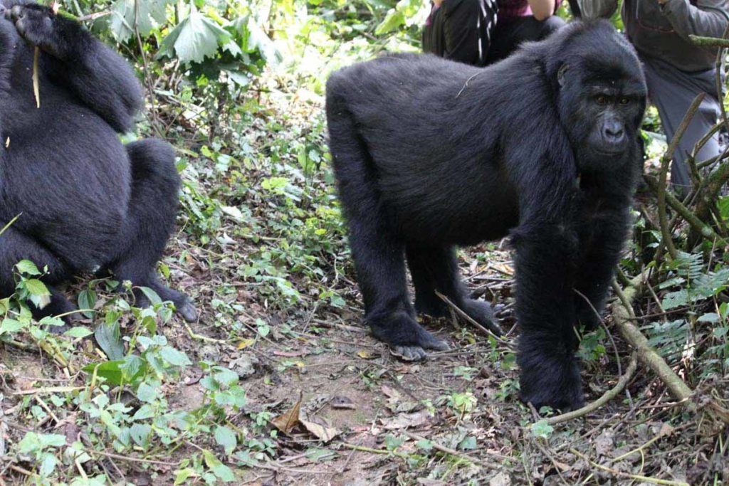 mountain-gorilla-trek-bwindi-uganda