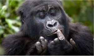 mountain-gorilla-rwanda-ugenda-group