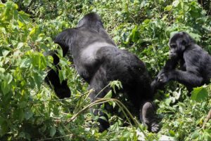 mountain-silverback-gorilla-bwindi-uganda