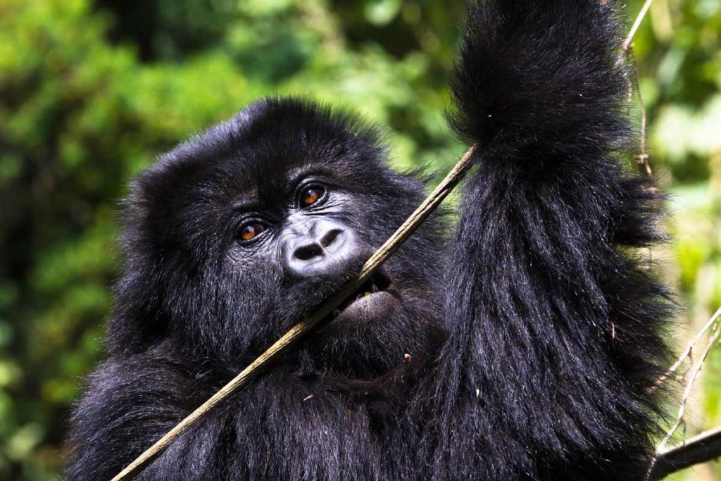 mountain-gorilla-trek-rwanda-volcanoes-park