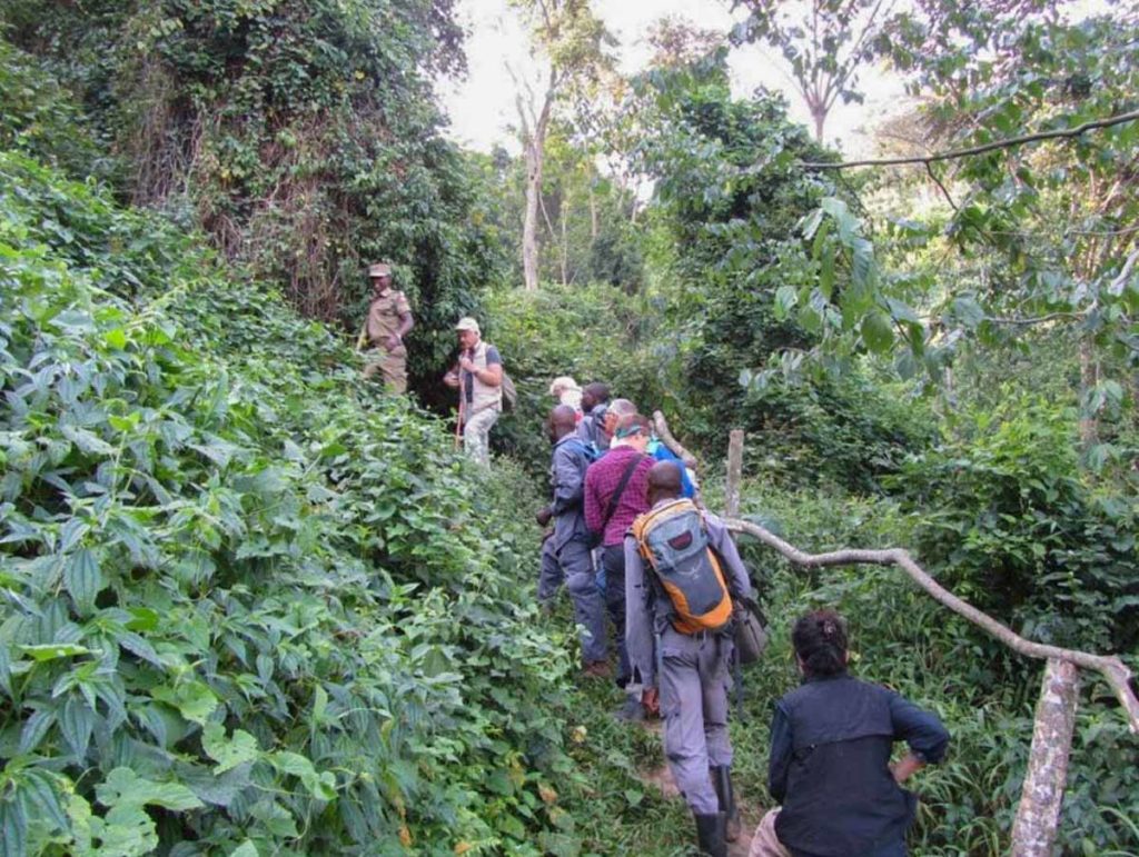 mountain-gorilla-trek-bwindi