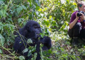 mountain-gorilla-trek-bwindi