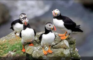 scotland-staffa-puffins