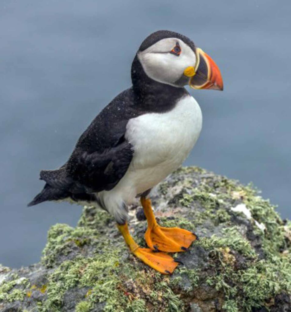 scotland-staffa-puffin
